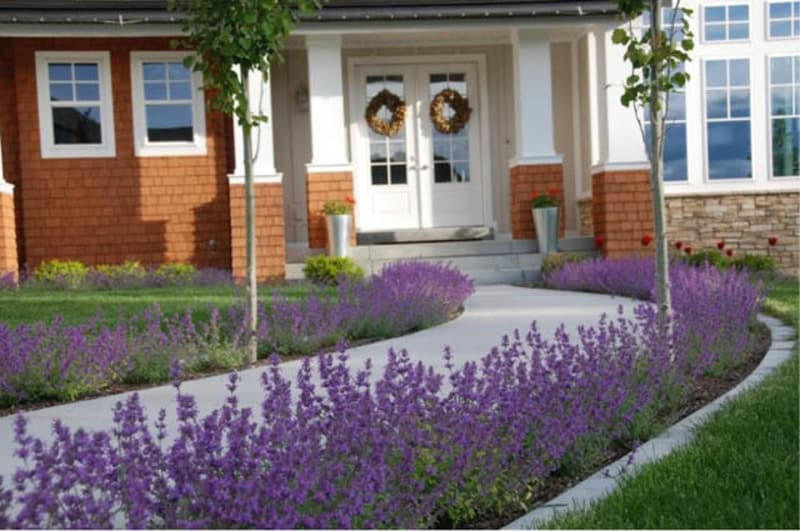 lavendar flower walkway